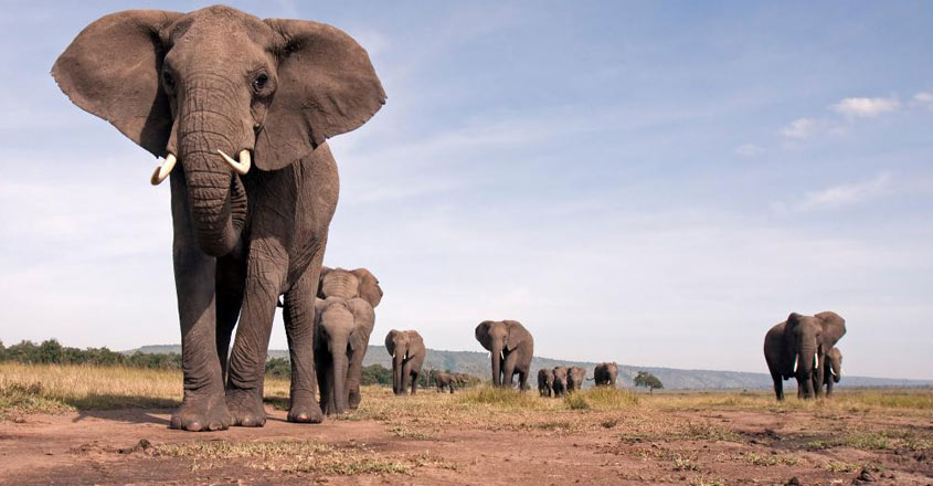 ആഫ്രിക്കൻ ആനകളെപ്പറ്റി ഞെട്ടിക്കുന്ന റിപ്പോർട്ട് !, Amazing, African elephants, Under continued threats, Padhippura, Manorama Online