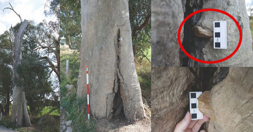 മരത്തിൽ തറച്ചനിലയിൽ ഓസ്ട്രേലിയൻ കല്ലായുധം; കാരണം ഇന്നും ദുരൂഹം..! ,  Australian eucalyptus tree, stone weapon, Padhippura, Manorama Online