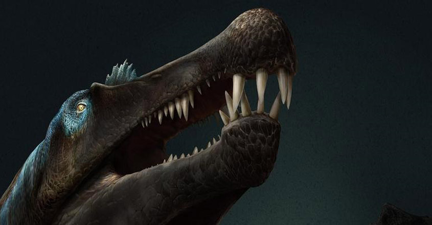കൂർത്ത പല്ല്, ആനയേക്കാളും വലുപ്പം, ഇത് ഇരയെ കടിച്ചുകീറുന്ന ‘ജലരാക്ഷസൻ’, Bbizarre, Spinosaurus Aegyptiacus, Swimming Dinosaur, Padhippura Manorama Online