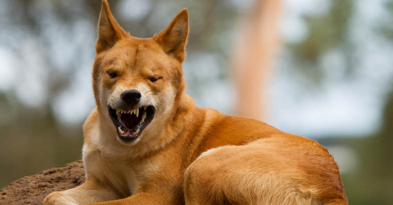 ഡിങ്കനല്ല, ഇത് ഓസ്ട്രേലിയയുടെ സ്വന്തം ഡിങ്കോ!, Dingo, dog, Australia, Padhippura, Manorama Online