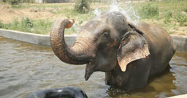 ക്രൂരനായ ഉടമയിൽ നിന്നു രക്ഷപ്പെട്ട ആന മോചനത്തിന്റെ വാർഷികം ആഘോഷിച്ച കഥ,  Elephant raju, Rescued, Captivity, Celebrates, Freedom, Padhippura, Manorama Online