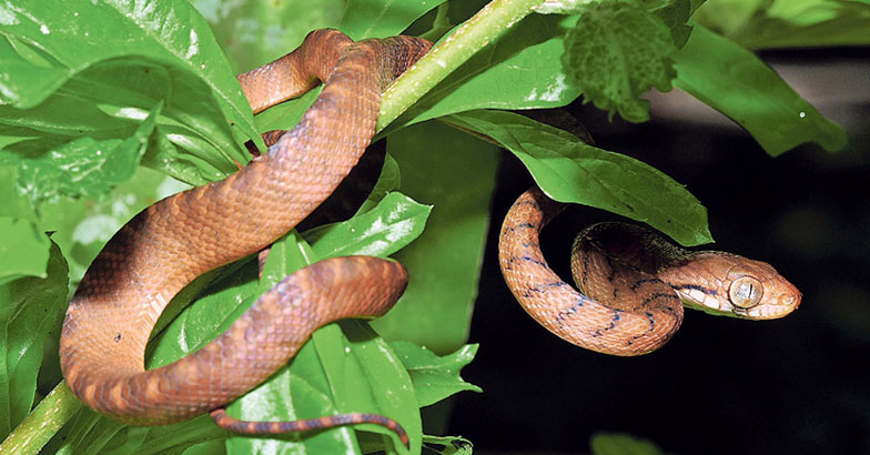 പക്ഷികളെ തിന്നുതീർത്ത് 30 ലക്ഷം പാമ്പുകൾ; തുരത്താൻ വിഷഗുളിക, Guam island, Brown tree snake, Padhippura, Manorama Online