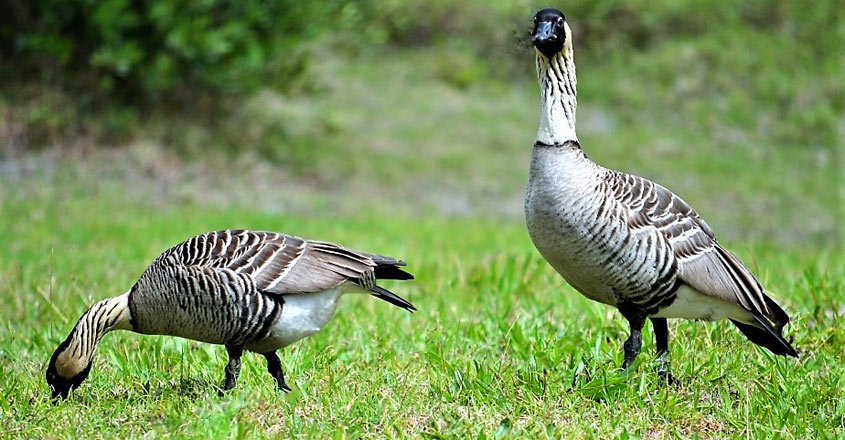 ലോകത്ത് ആകെ അവശേഷിച്ചിരുന്നത് 30 പക്ഷികൾ, പക്ഷേ പിന്നീട് സംഭവിച്ചതോ?, Hawaiian goose,endangered, Padhippura,, Manorama Online