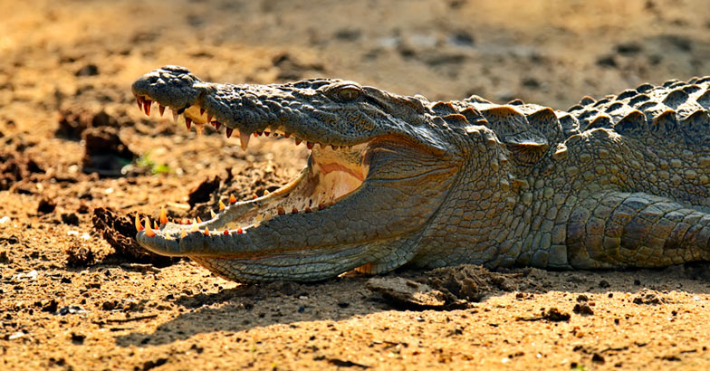 50 തവണ പല്ലുകൾ പോകും; ഭക്ഷണമില്ലാതെ 1 വർഷം വരെ  ജീവിക്കും !, Crocodile, Fact, Tooth, Manorama Online