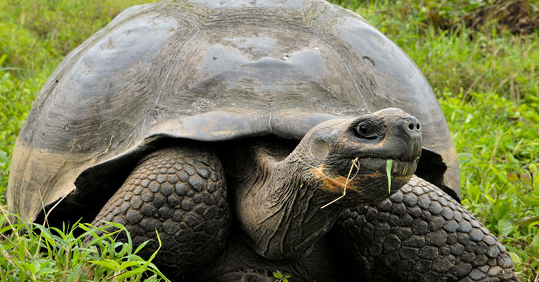 വെള്ളം കുടിക്കുന്നത് മൂക്കിലൂടെ, പല്ലുകൾക്കു പകരം ശക്തിയുള്ള ചുണ്ടുകൾ!,  Tortoise, Fact, Manorama Online