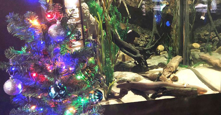 ഒരു മീനിന് ദേഷ്യം വന്നാൽ മിന്നിത്തിളങ്ങുന്ന ക്രിസ്മസ് ട്രീ കണ്ടിട്ടുണ്ടോ?, Migue electric eel, Shocking christmas tree. video, Padhippura, Manorama Online
