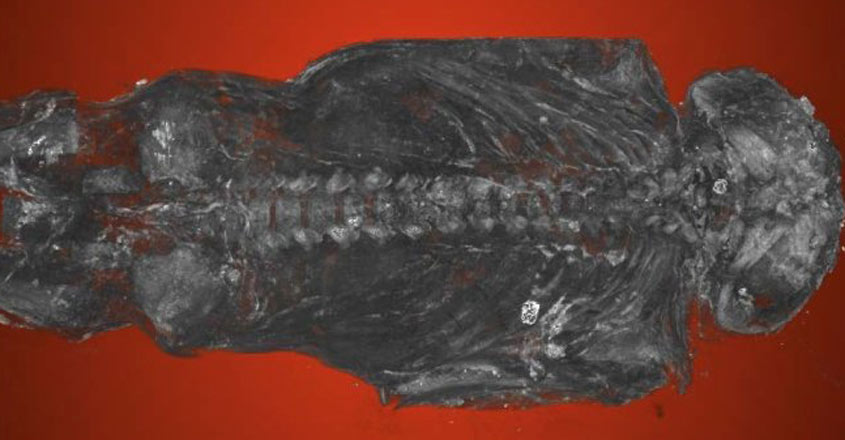 പരുന്തിന്റെ ചിത്രവുമായി ഈജിപ്ഷ്യൻ ശവപ്പെട്ടി; സിടി സ്കാനിൽ കണ്ടത് മനുഷ്യക്കുഞ്ഞിനെ!, Misidentified Egyptian hawk mummy, human baby, Padhippura, Manorama Online