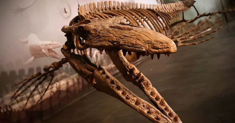 രത്നം തേടിപ്പോയ തൊഴിലാളികൾക്കു മുന്നിൽ പ്രാചീന കാലത്തെ ‘ഭീകരന്‍’, Mosasaur fossils, Manitoba, Canada, Manorama Online