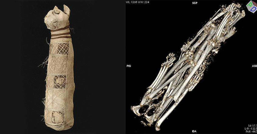 ഈജിപ്ഷ്യൻ അദ്ഭുതം വീണ്ടും; പൂച്ചമമ്മിക്ക് വാലുകൾ 3, പിൻകാലുകൾ 5!,   Mysterious, Ancient Egyptian cat mummy, Padhippura,, Padhippura,, Manorama Online