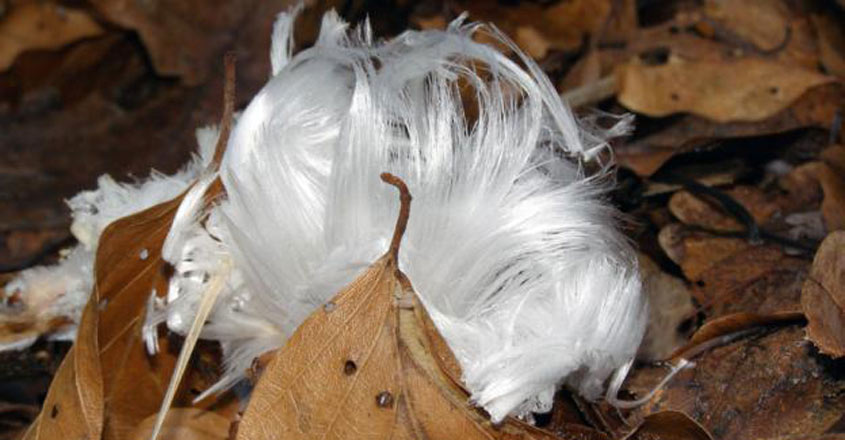 മഞ്ഞിൻ മുടിയിഴകൾ, അതോ അപ്പൂപ്പൻ താടിയോ?; കാട്ടിലെ അദ്ഭുത ‘ഐസ്’, Mysterious, hair ice, formed by fungus, Padhippura,  Manorama Online