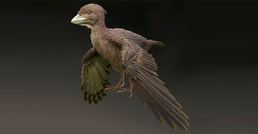 ജപ്പാനില്‍ കണ്ടെത്തി, ദിനോസറുകള്‍ക്കും മുകളില്‍ ‘ഗ്ലൈഡ’ ചെയ്ത പക്ഷി!, Pigeon sized bird, Dinosaurs, 120 million years ago, Padhippura, Manorama Online