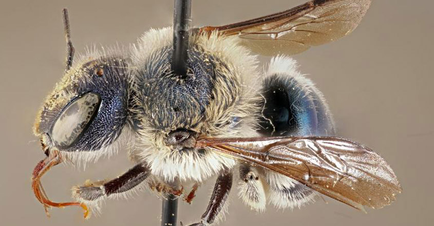 ‘കാണാതായ’ നീലത്തേനീച്ച ഇതാ കണ്മുന്നിൽ; ഇനി കണ്ടെത്തണം കാലമിന്തയുടെ രഹസ്യങ്ങൾ!, Rare blue metallic calamintha bees, spotted in florida, Padhippurafe, Padhippura, Manorama Online