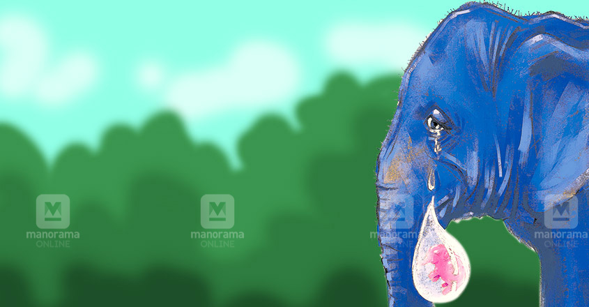 കണ്ണീർ തോരാതെയീ അമ്മയാന !, remembering,the elephant killed, bursting cracker, enviornment daya, Padhippura, Manorama Online