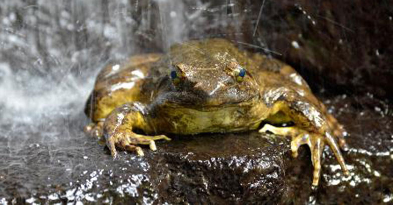 അച്ഛൻ തവള കുളം കുഴിക്കും, അമ്മത്തവള കാവലിരിക്കും; പ്രകൃതിയിലെ സ്നേഹക്കഥ!, Worlds biggest frog, Conraua Goliath, Padhippura, Manorama Online