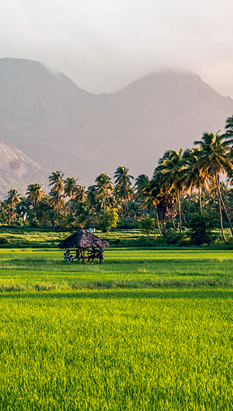 പാലക്കാട്