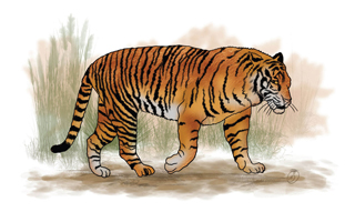 body-parts-tiger