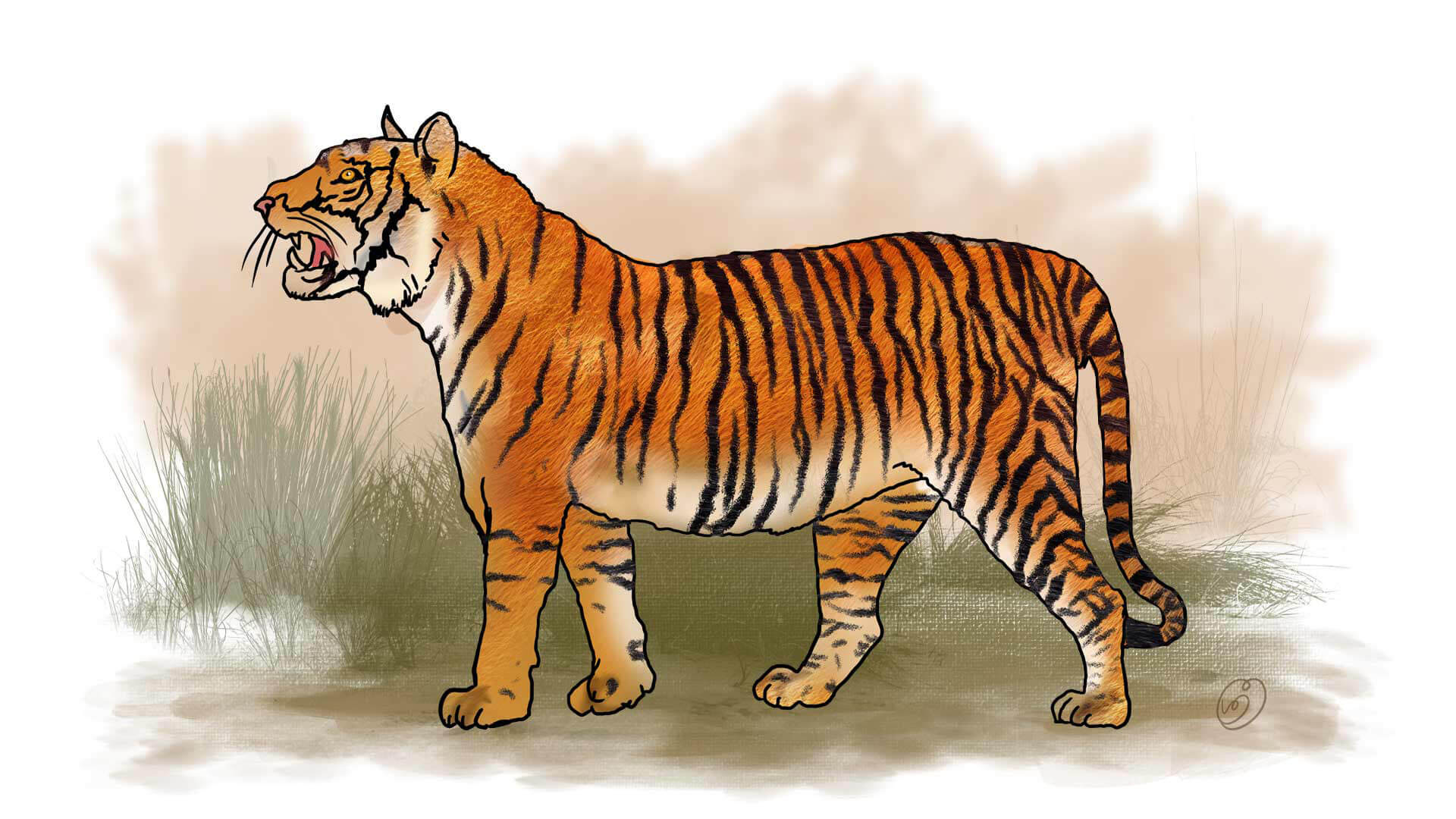 bali-tiger