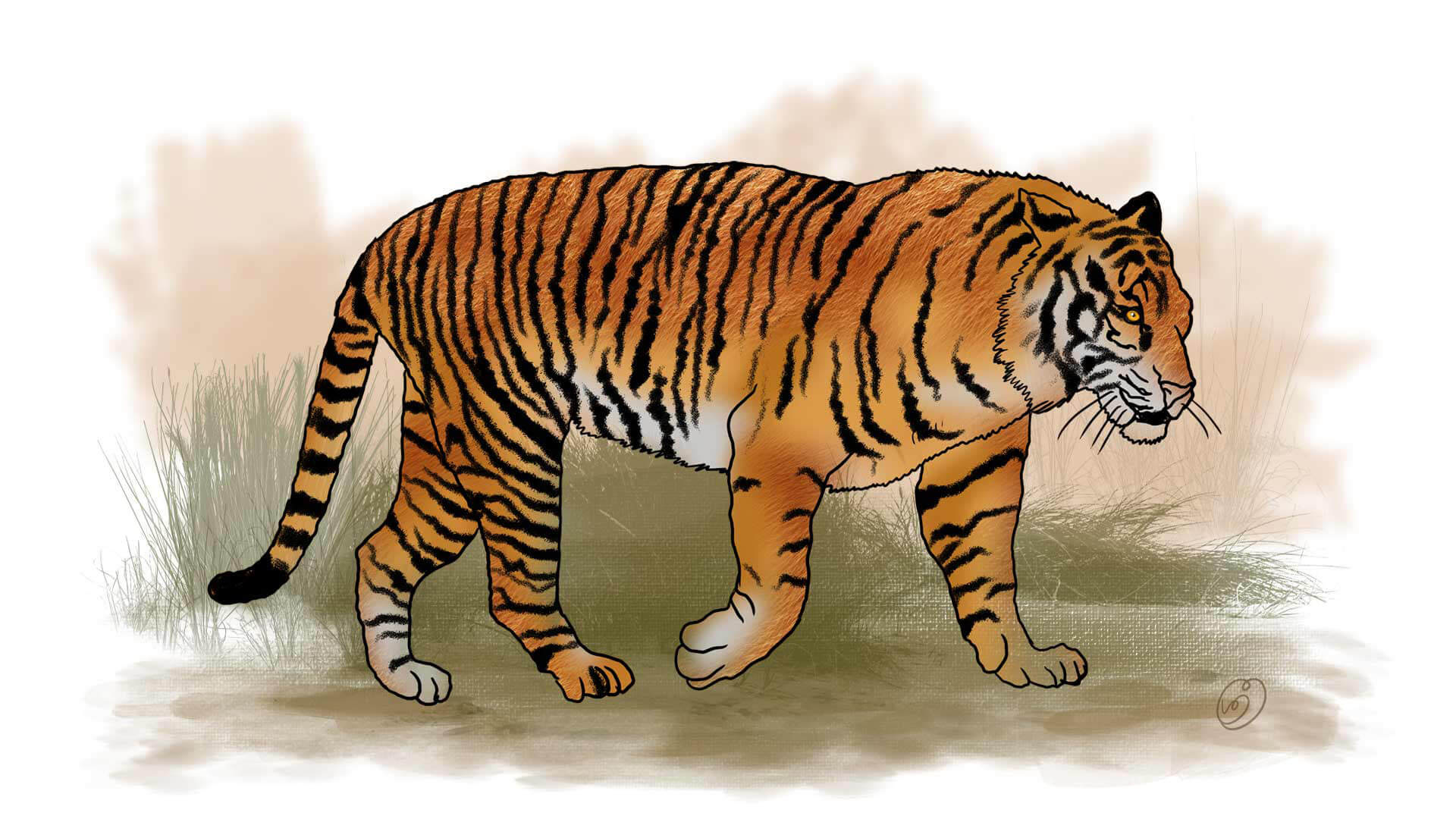 tiger-java