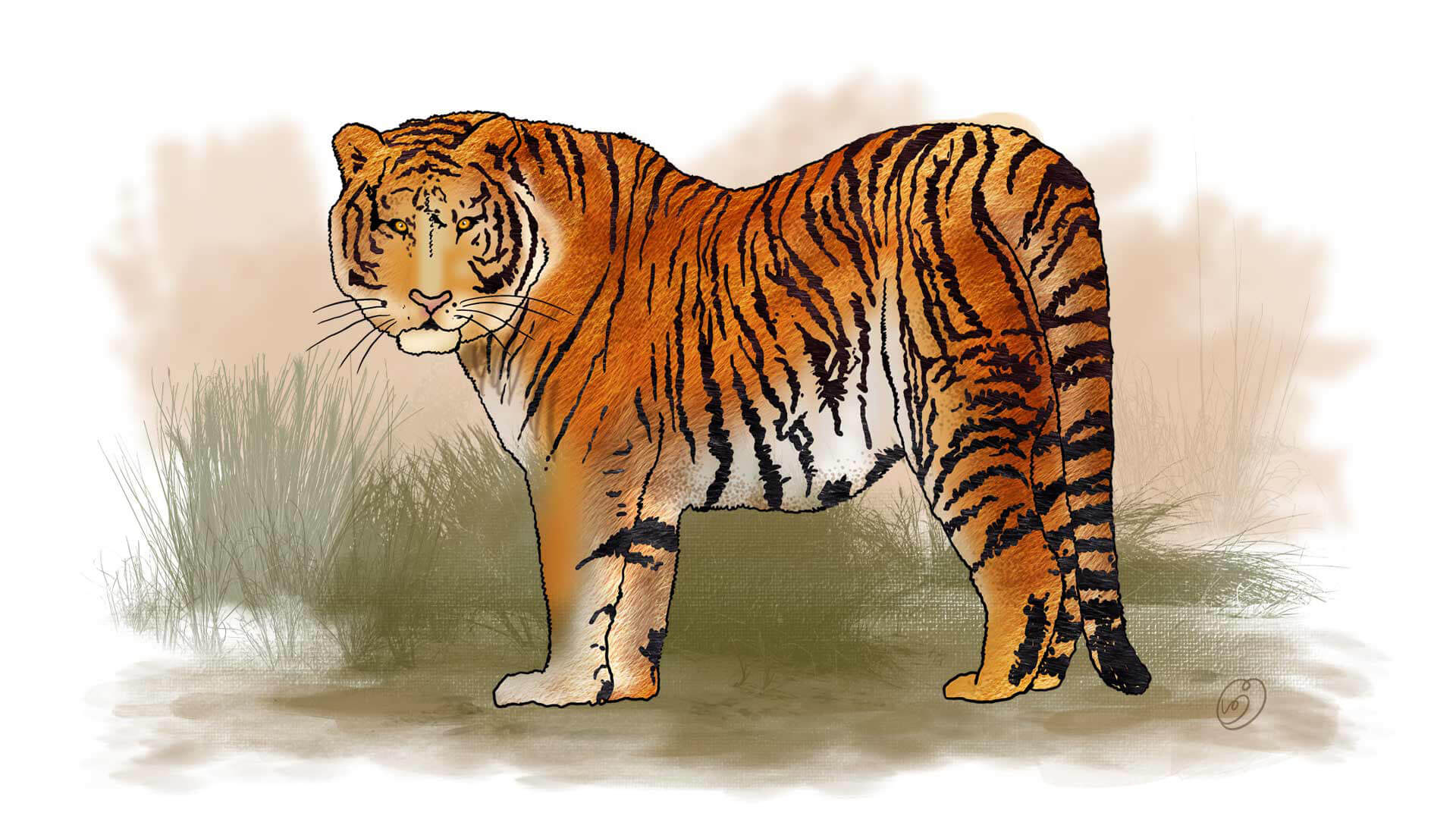 siberian-tiger