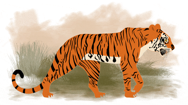 tiger-walk