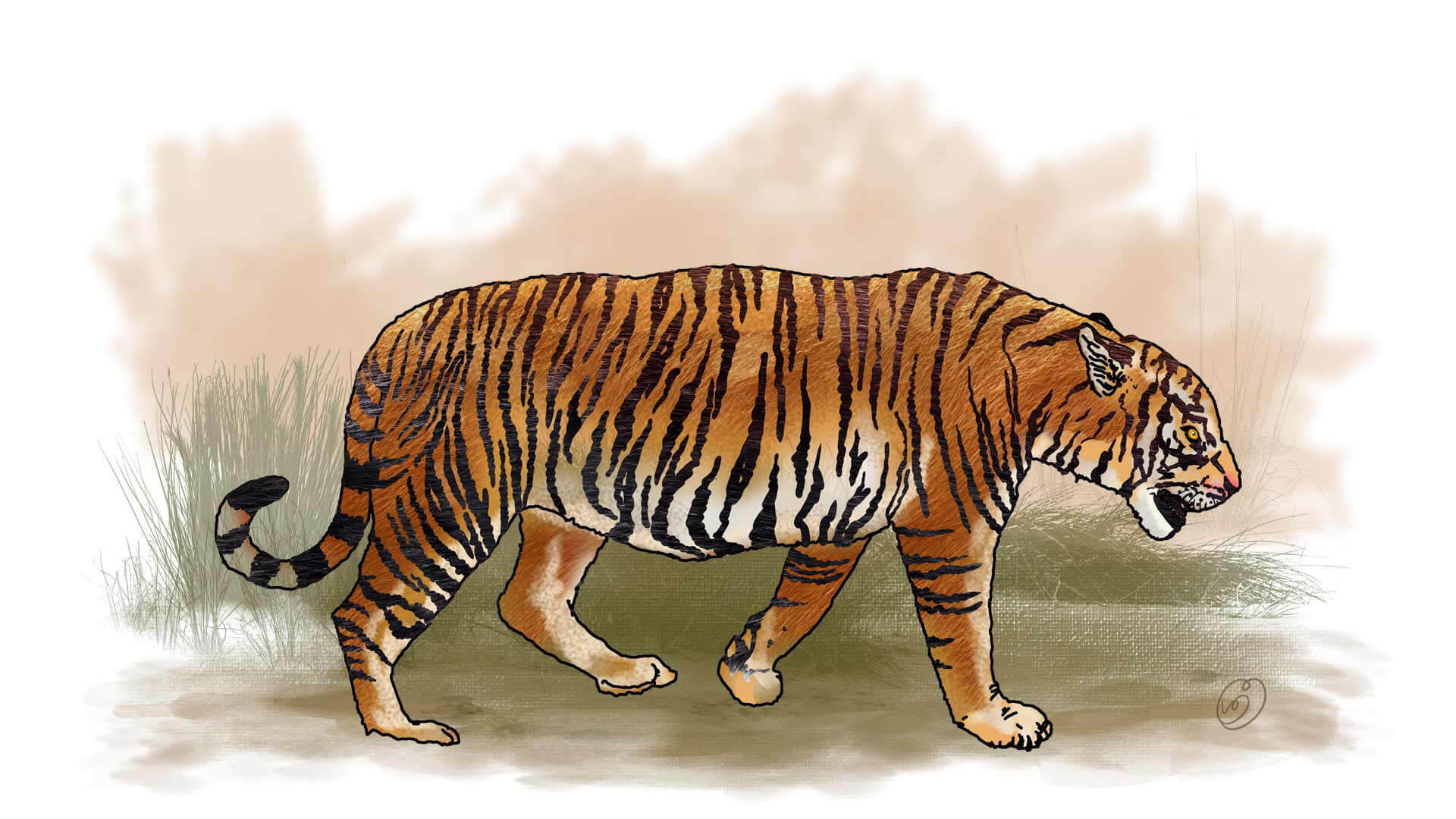 south-china-tiger