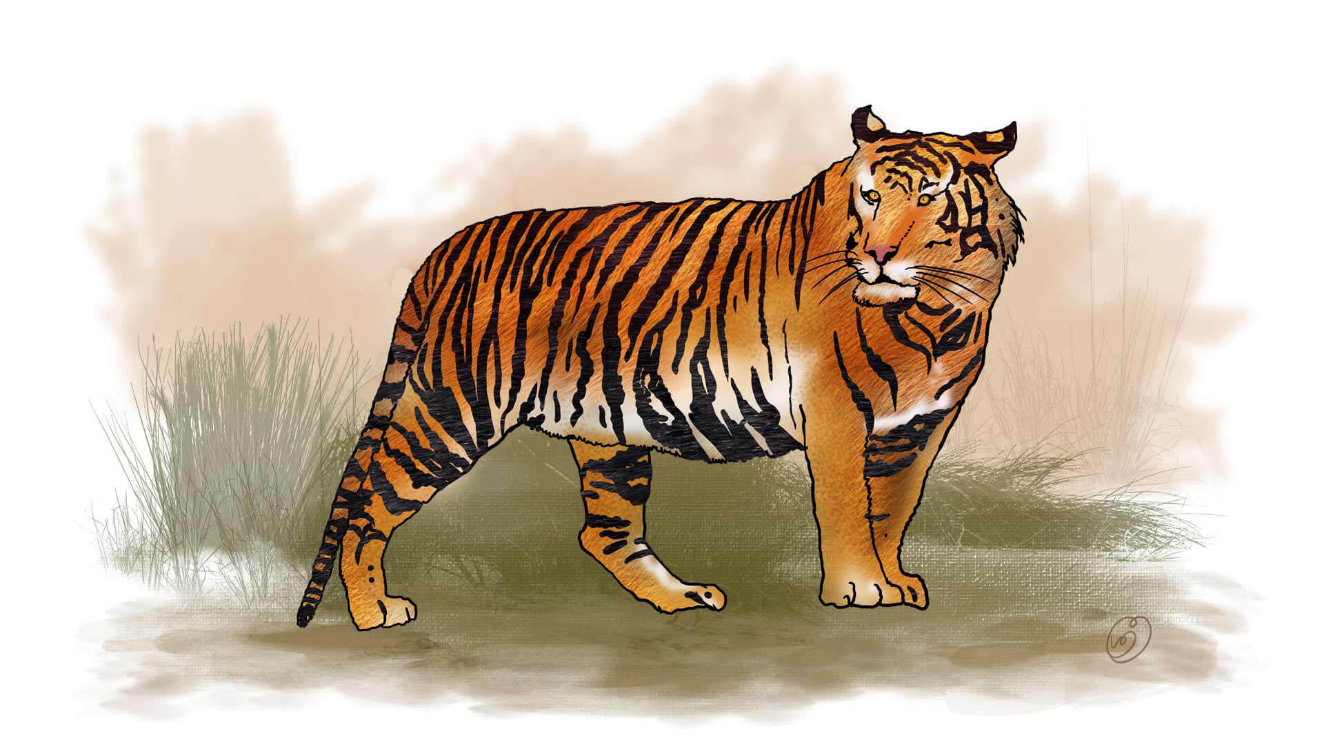 sumahran-tiger